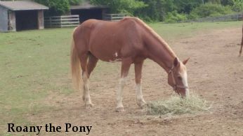 Roany the Pony